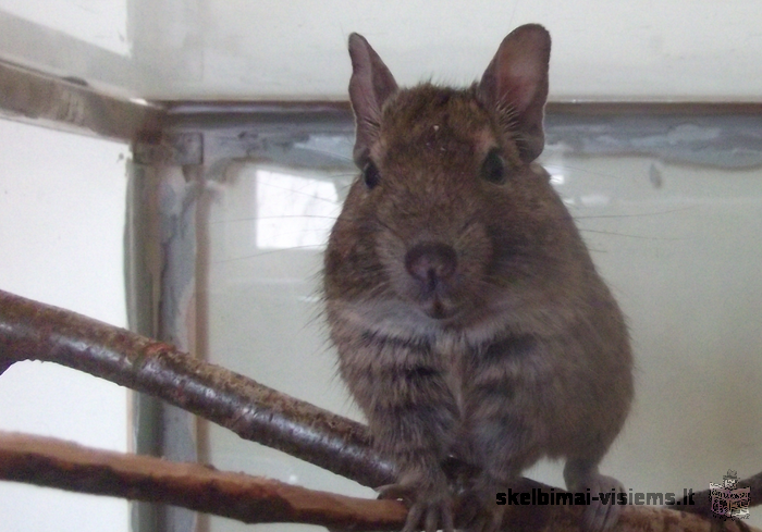 Parduodame Degu. ;)