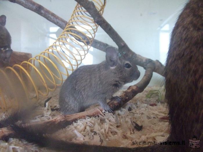 Parduodame Degu. ;)