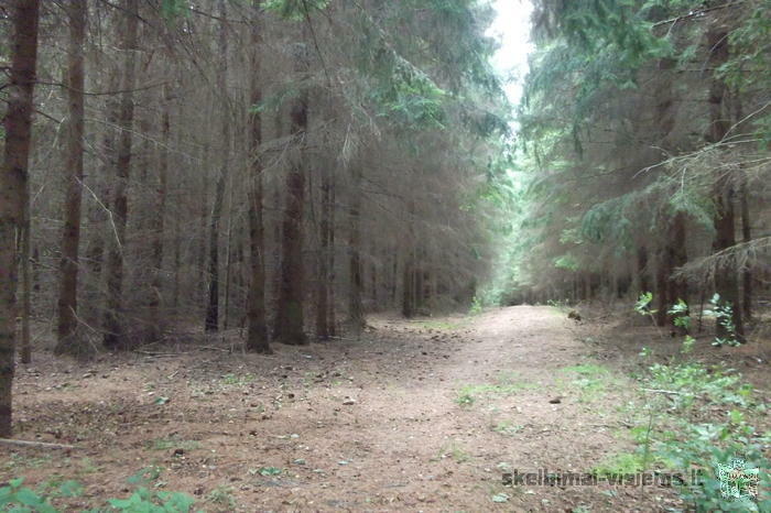 PARDUODAMAS SKLYPAS SU MISKU IGNALINOJE 7.5 HA