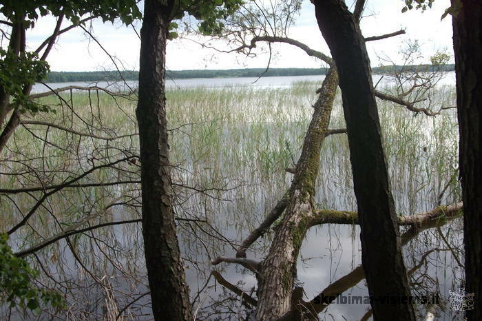 PARDUODAMAS SKLYPAS SU MISKU IGNALINOJE 7.5 HA