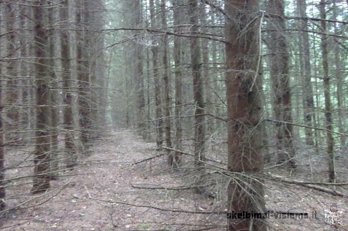 PARDUODAMAS SKLYPAS SU MISKU IGNALINOJE 7.5 HA