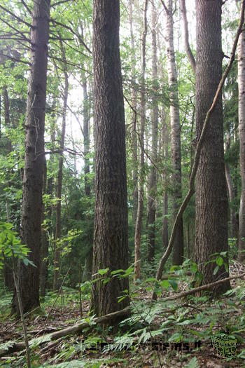 PARDUODAMAS SKLYPAS SU MISKU IGNALINOJE 7.5 HA