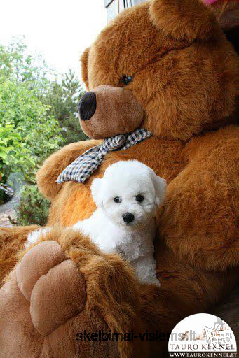 Bichon Frises are eager to meet their new friends!