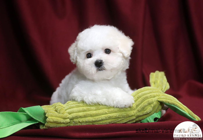 Bichon Frises are eager to meet their new friends!