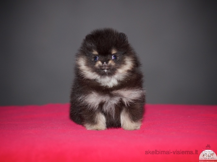 Pomeranijos špicai pasirengę keliauti į naujus namus!