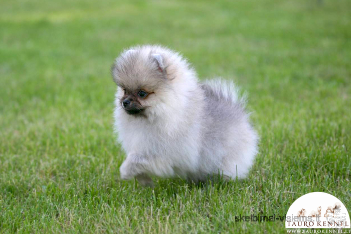 Pomeranijos špicai pasirengę keliauti į naujus namus!