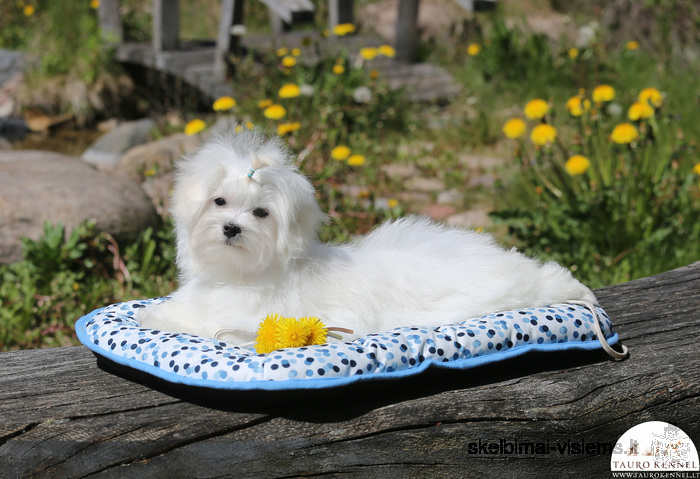 Maltese puppies are ready to meet their new best friends!