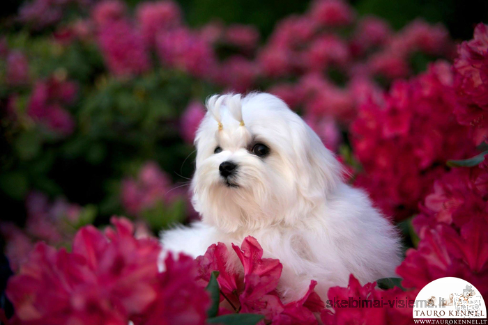 Maltese puppies are ready to meet their new best friends!