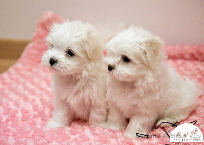 Maltese puppies are ready to meet their new best friends!