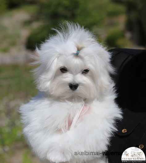 Maltese puppies are ready to meet their new best friends!