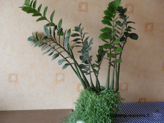 Pinigu medis, zamiakulkas, vaskuole, dracena