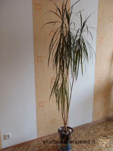 Pinigu medis, zamiakulkas, vaskuole, dracena