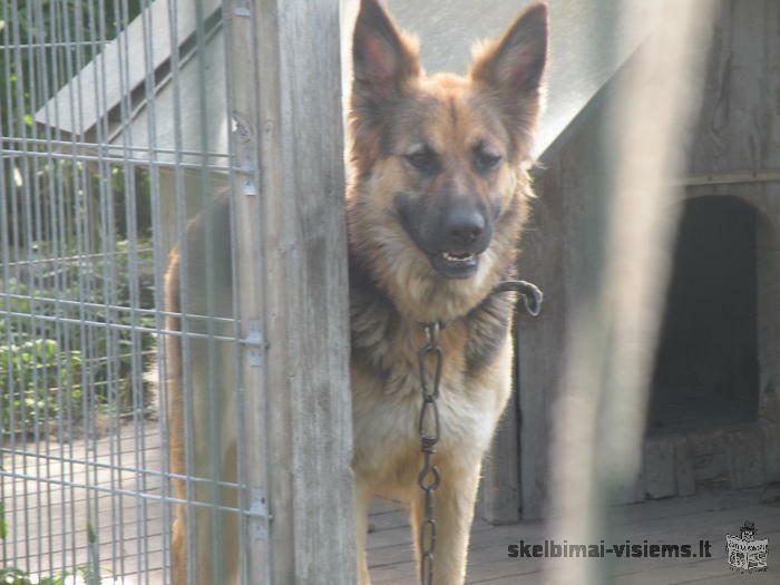 Dovanoju vilkšunę (sterilizuota)