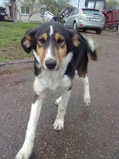 Collie Puppy For Sale