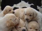 Labrador Retriever Puppies