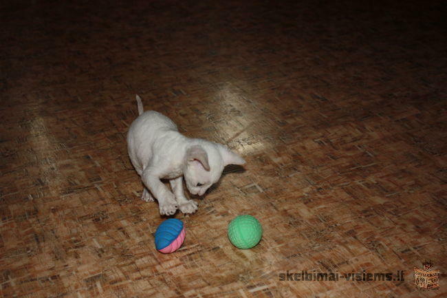 Cornish rex juodas ir baltas katinukai