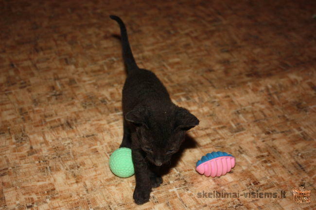 Cornish rex juodas ir baltas katinukai