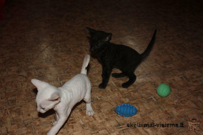 Cornish rex juodas ir baltas katinukai