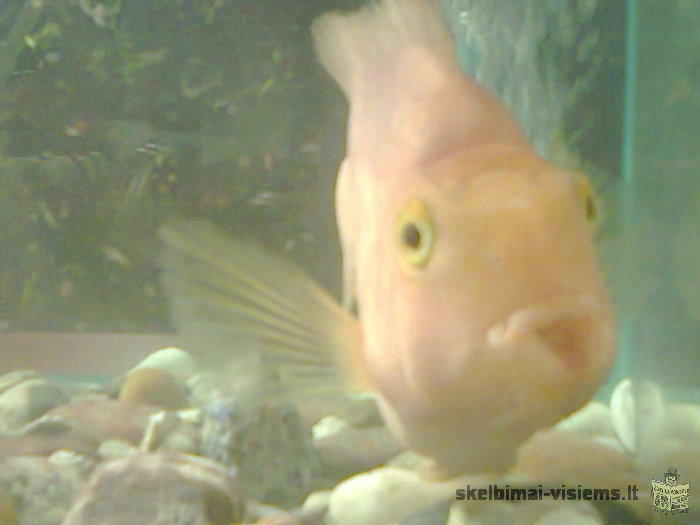 Dovanoju Parrot Cichlid (Papūga)