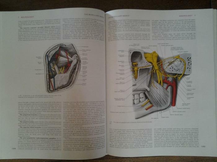 GRAY'S Anatomy