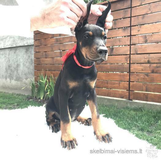 Dobermanas