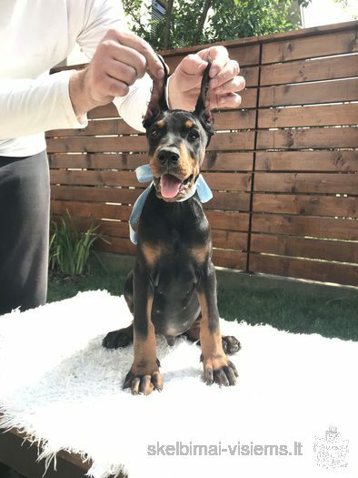 Dobermanas