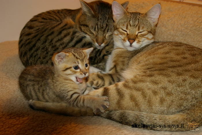 parduodamas zaismingas Oksikat (ocicat) kaciukas