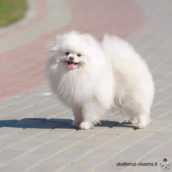 Pomeranian Spitz for sale