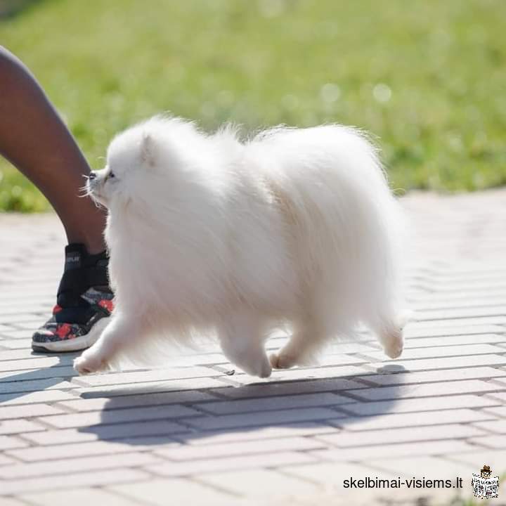 Kilminga Pomeranijos Špicų kalytė