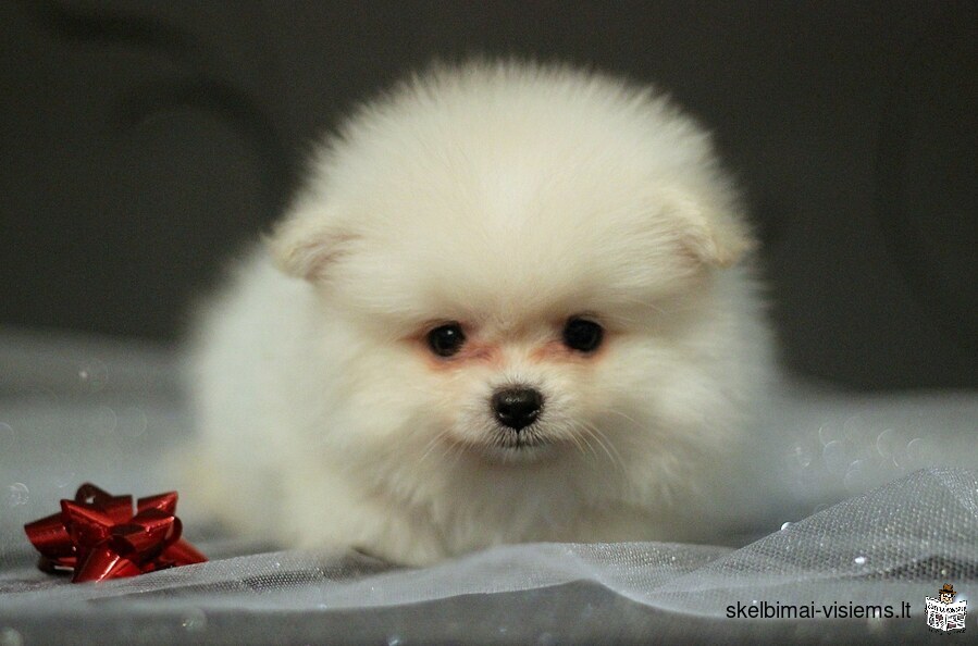 Pomeranian Spitz for sale