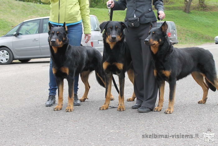 продаю Boseron/Beauceron