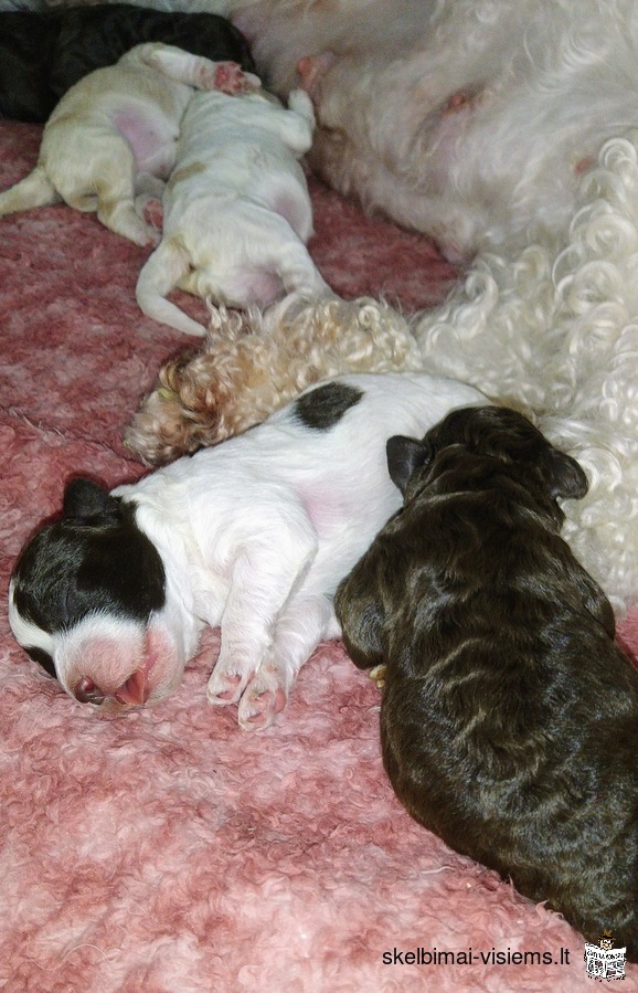 Lagotto Romagnolo Romania water dog