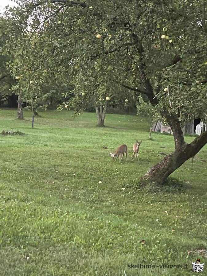 Obuolių sultys 5 litrai