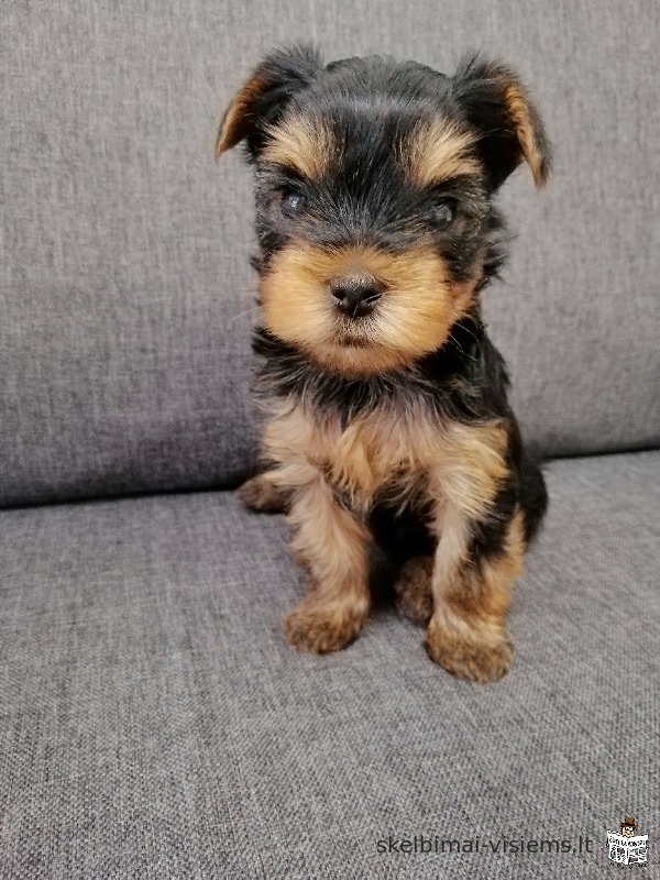 Baby-face Yorkie šuniukai yra visiškai pasirengę eiti.