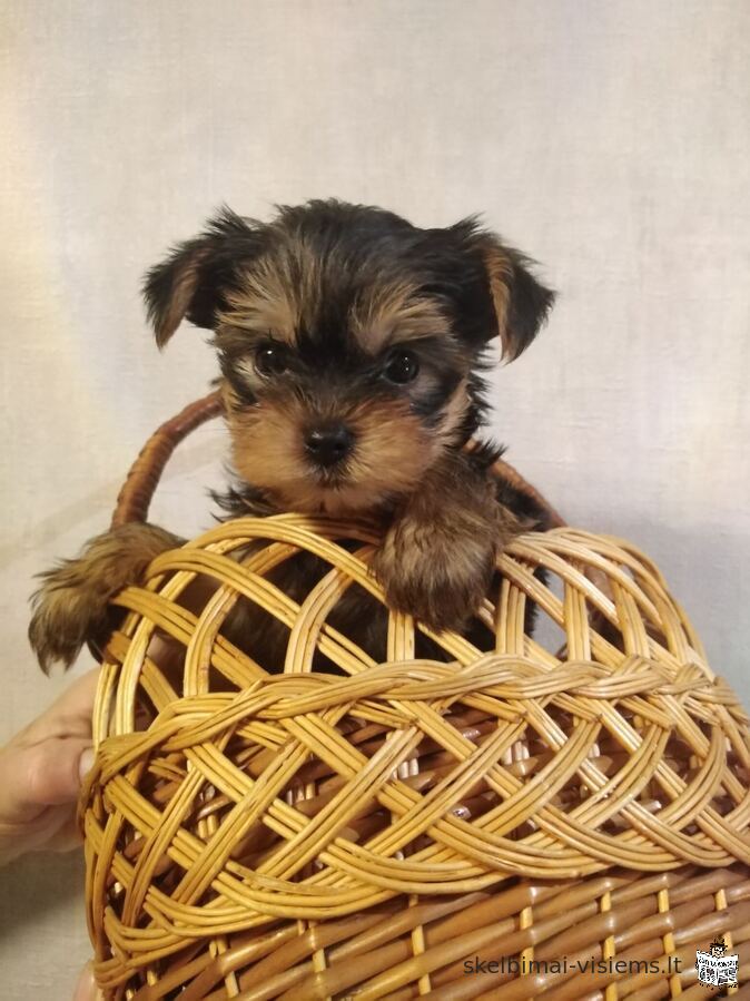 Baby-face Yorkie šuniukai yra visiškai pasirengę eiti.