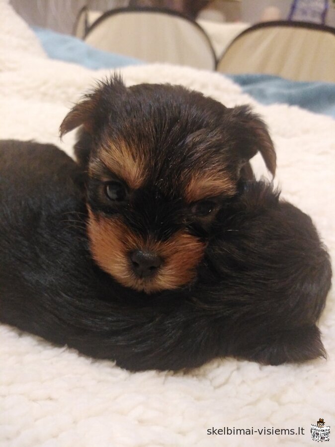 Baby-face Yorkie šuniukai yra visiškai pasirengę eiti.