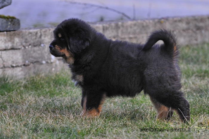 Tibetan Mastiff puppies