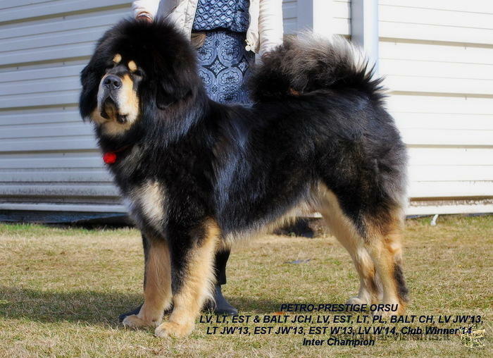 Tibetan Mastiff puppies