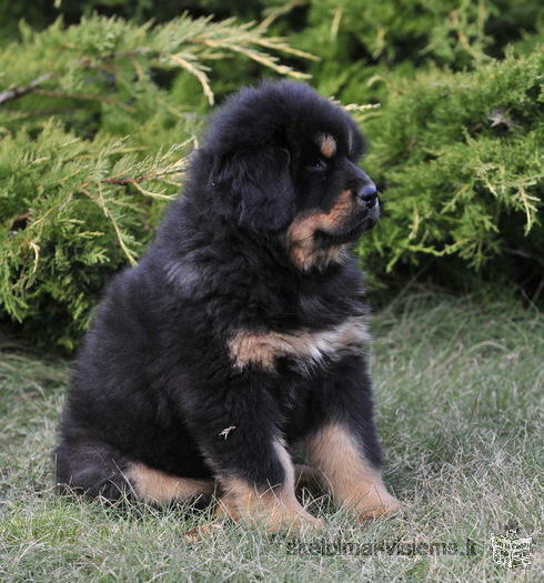 Tibetan Mastiff puppies