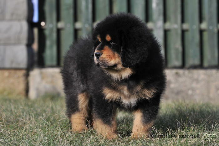 Tibetan Mastiff puppies