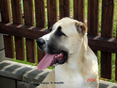 Central Asian Shepherd Dog