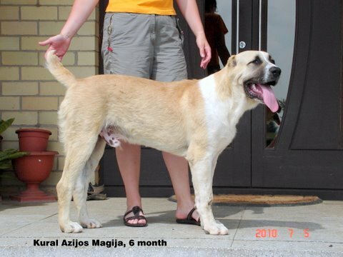 Central Asian Shepherd Dog