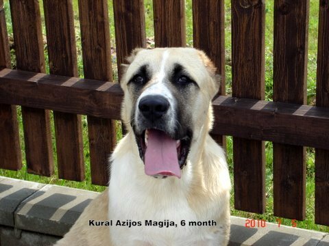 Central Asian Shepherd Dog