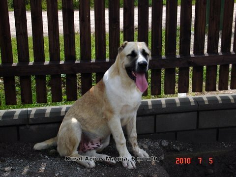 Central Asian Shepherd Dog