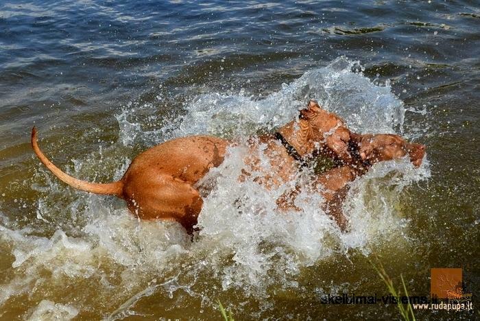 Hungarian short-haired vizslas