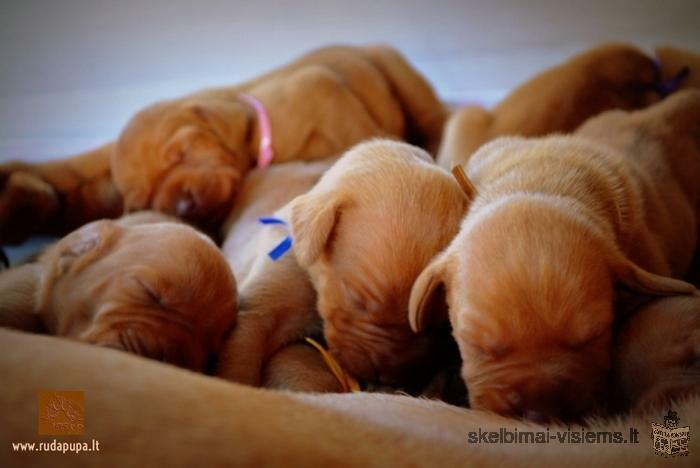 Hungarian short-haired vizslas