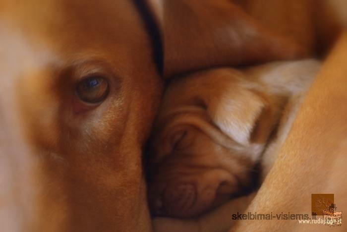 Hungarian short-haired vizslas