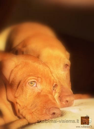 Hungarian short-haired vizslas