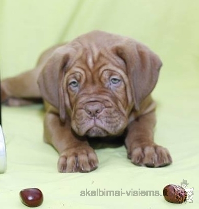 Parduodami bordo dogų veislės šuniukai su kilmės dokumentais