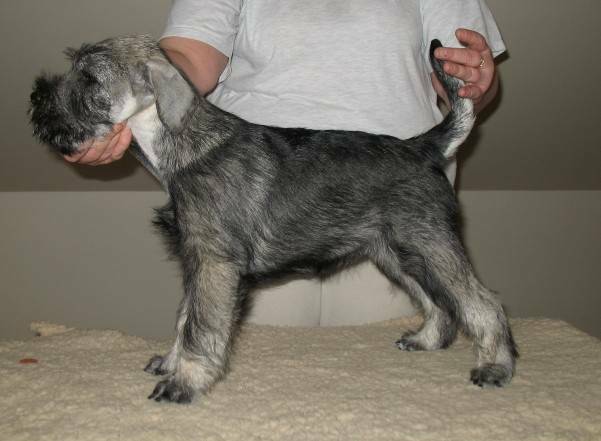 Standard Schnauzer puppies